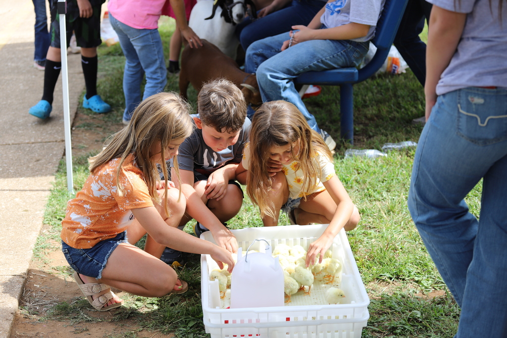 Three young students kneeling on the grass, gently touching and looking closely at fluffy yellow baby chicks inside a white plastic crate.