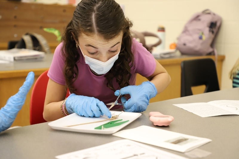 A female student wearing a face mask and blue surgical gloves carefully uses scissors during an earthworm dissection lab on a white tray.