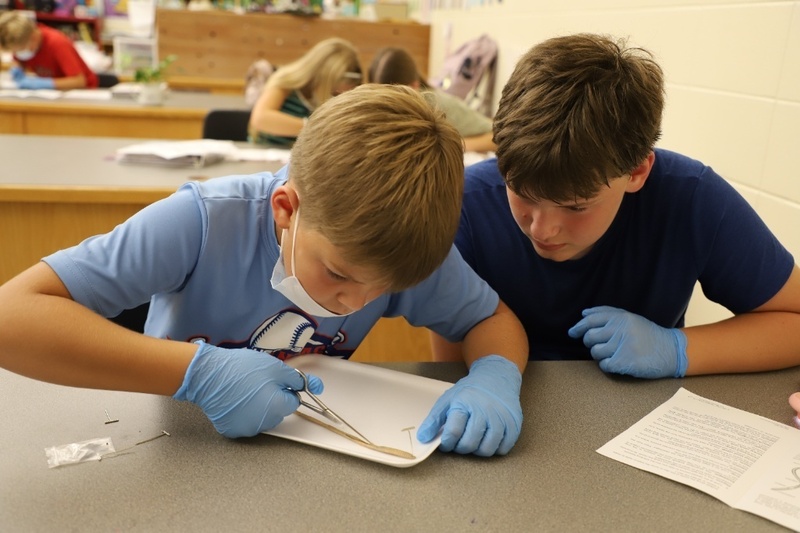 Two boys wearing face masks and blue gloves lean closely over a desk, focusing intently as one uses tools to pin open a specimen on a tray during a science lab.