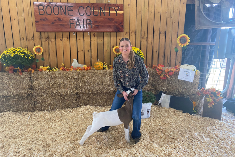 Students showing animals at Boone County Fair