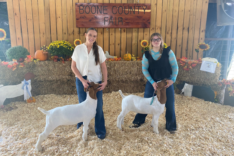 Students showing animals at Boone County Fair