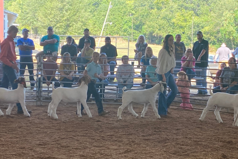 Students showing animals at Boone County Fair
