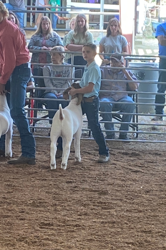 Students showing animals at Boone County Fair