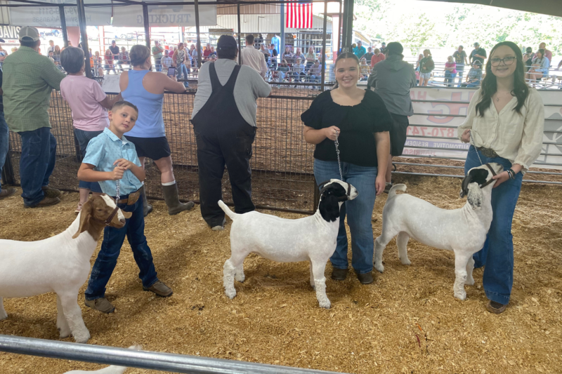 Students showing animals at Boone County Fair