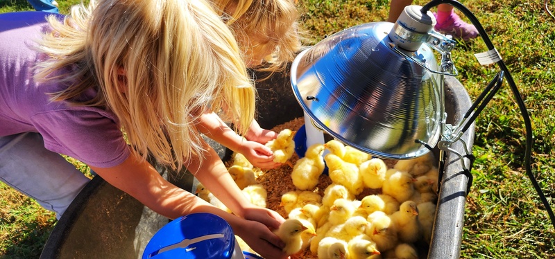 students with baby chicks