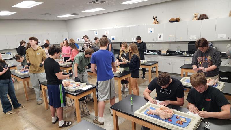 student in dissection lab