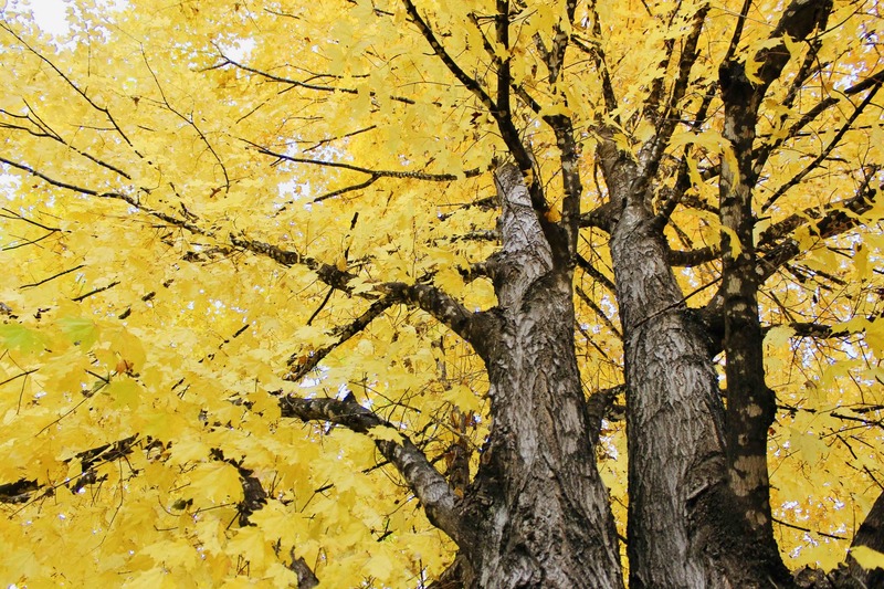 student artwork - tree with yellow leaves