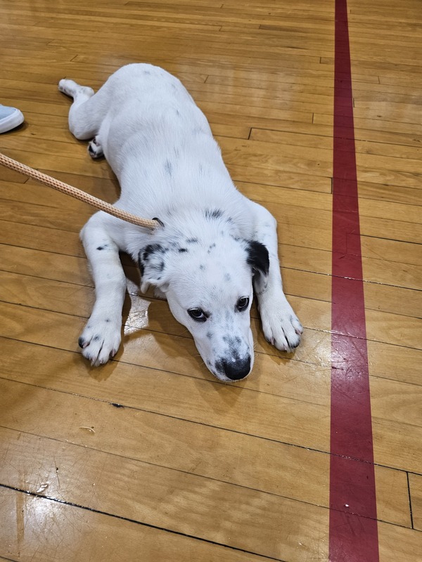 pet adoption