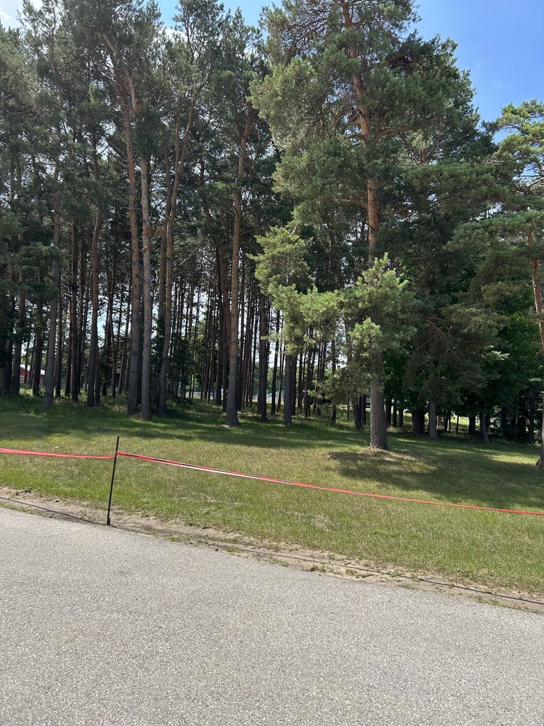 High School Trees