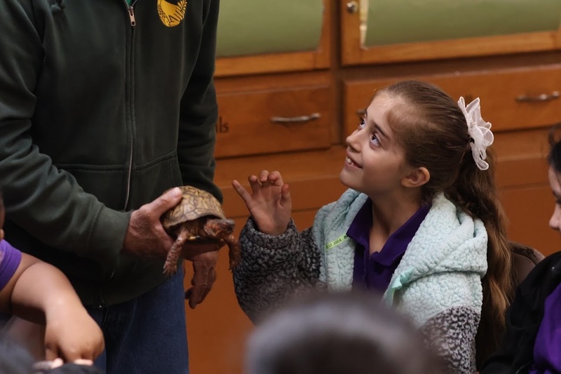 Turtle touching