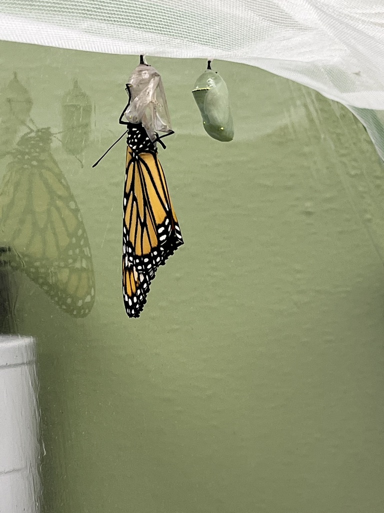TK Butterflies