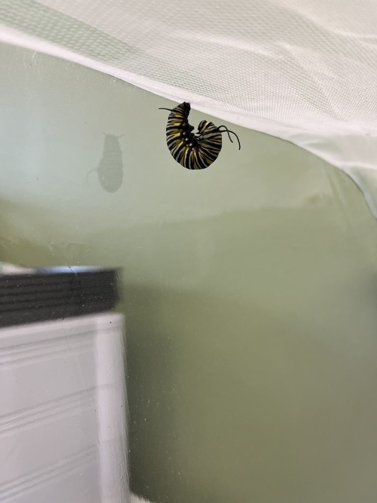 TK Butterflies