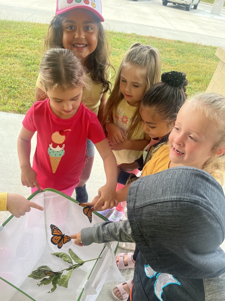 TK Butterflies
