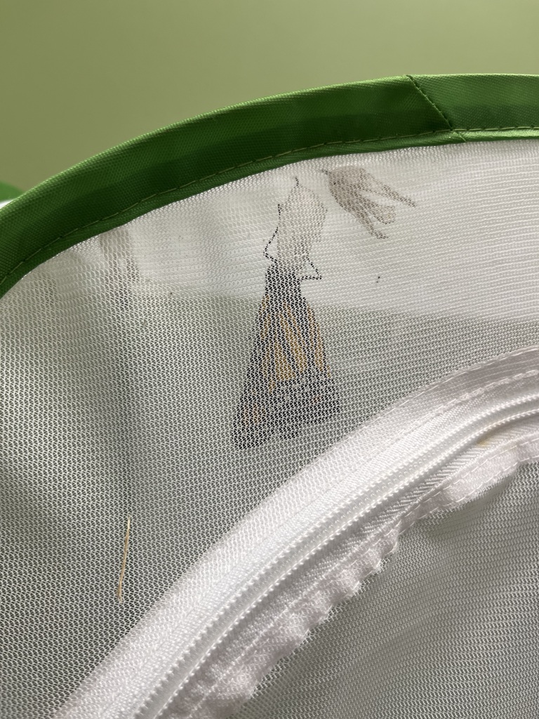 TK Butterflies