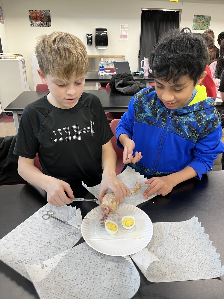 7th Grade Stem Cell Lab