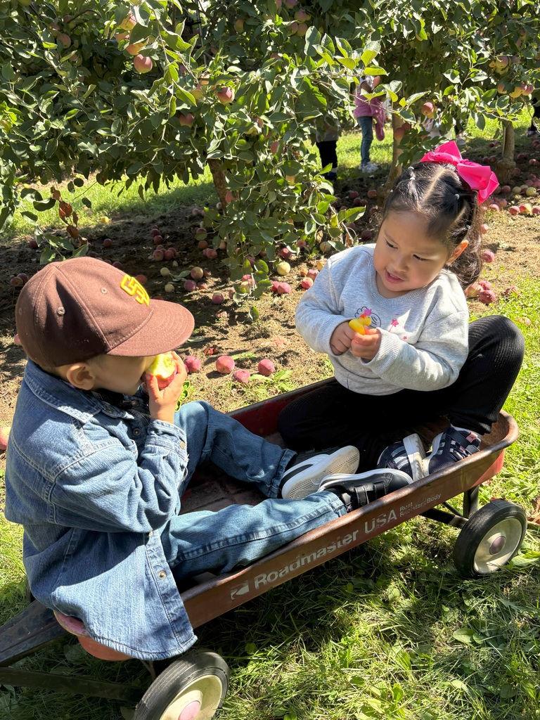 Apple Orchard