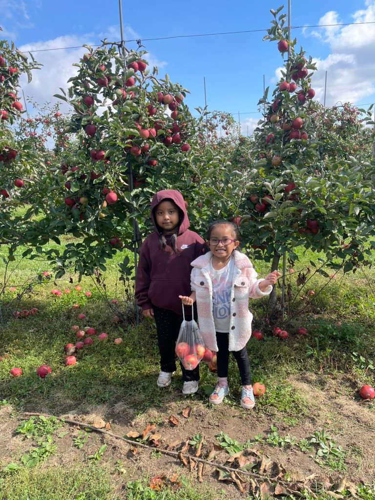 Apple Orchard