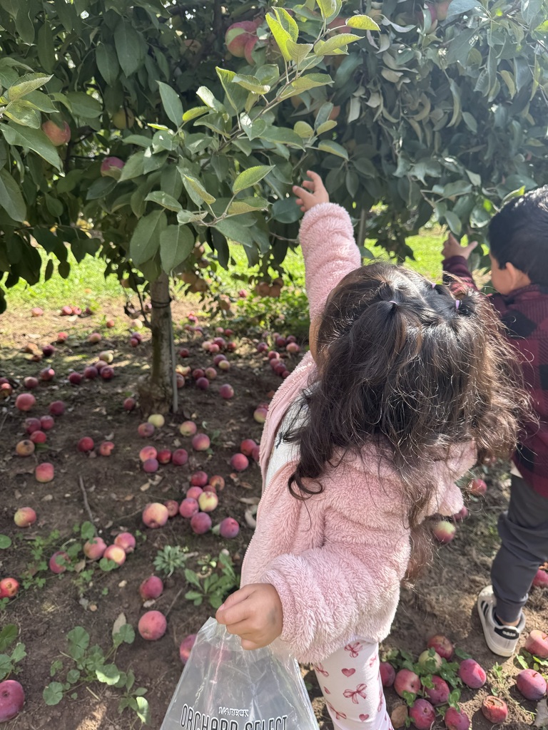Apple Orchard