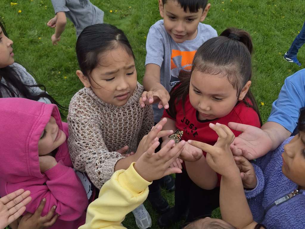 Butterfly Release 