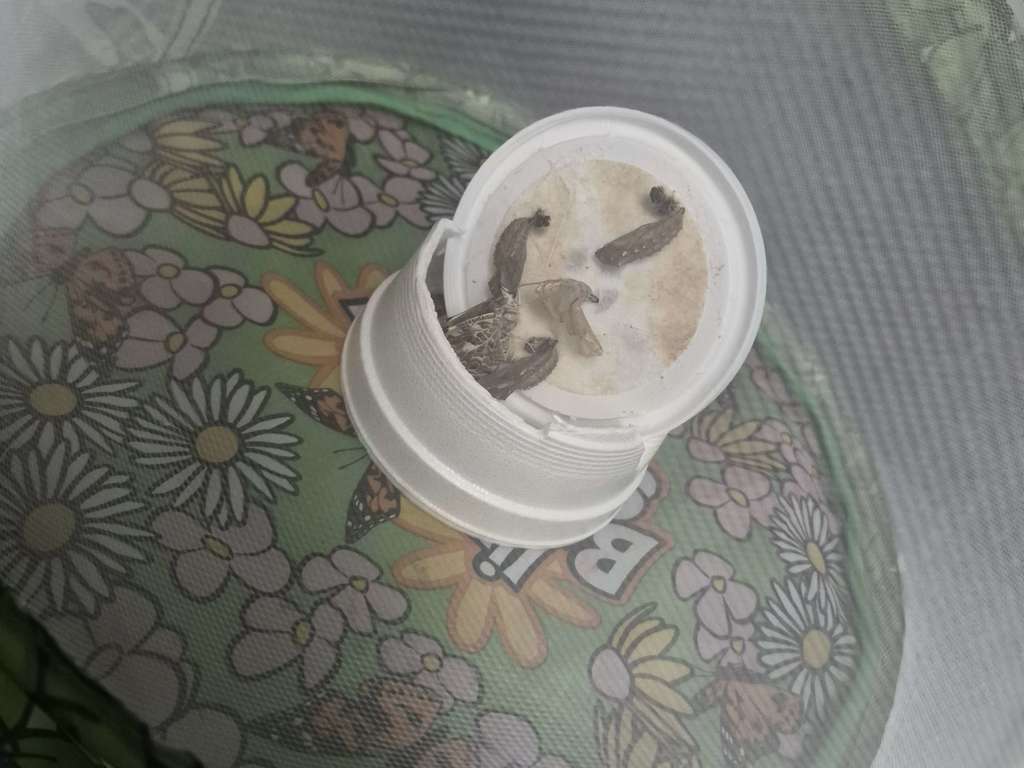 Butterfly Release 