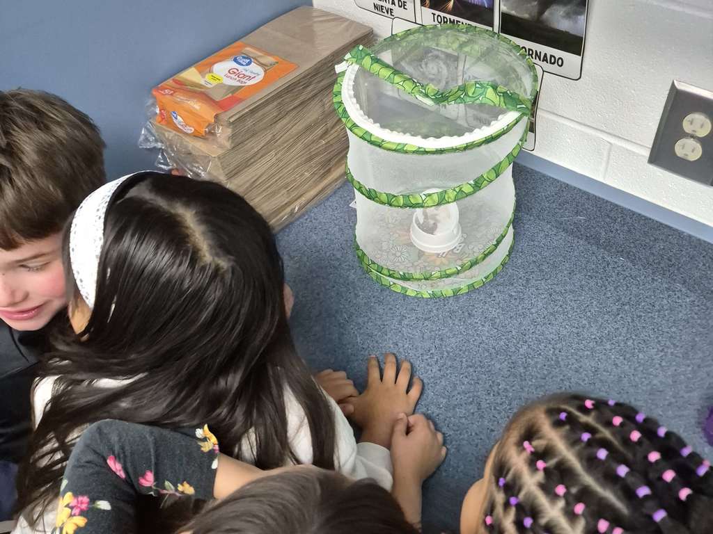 Butterfly Release 