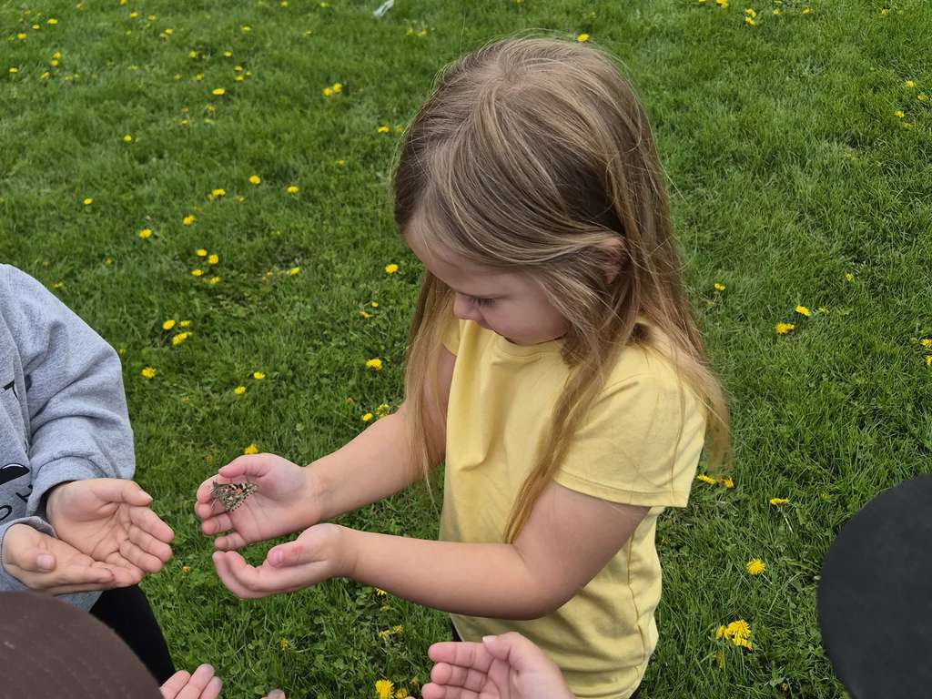 Butterfly Release 