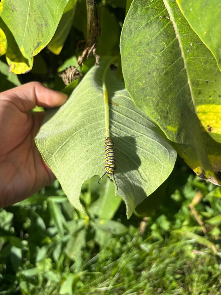 Insect Walk