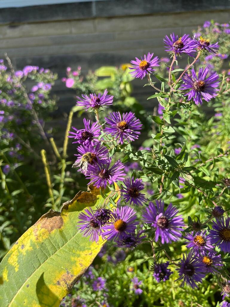 Insect Walk