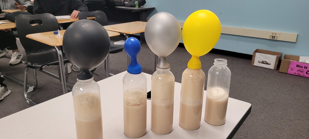 bottles capped with balloons filling with the gas created from yeast, water and sugar