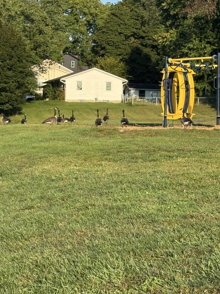 Geese