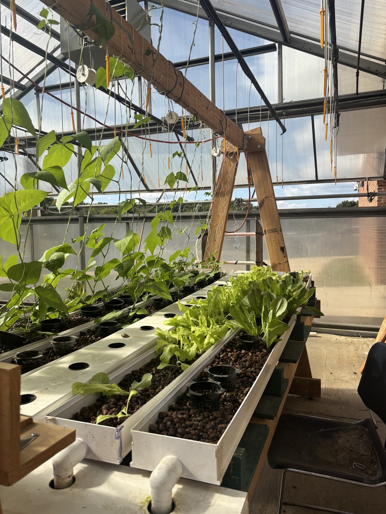 A station growing a variety of greens.