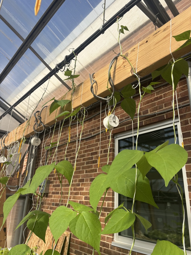 Leaves of lettuce growing vertically up a string.