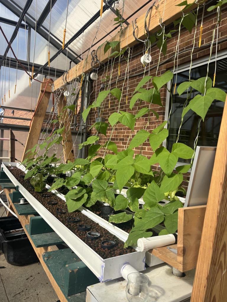 Lettuce that is growing vertically up a stream.