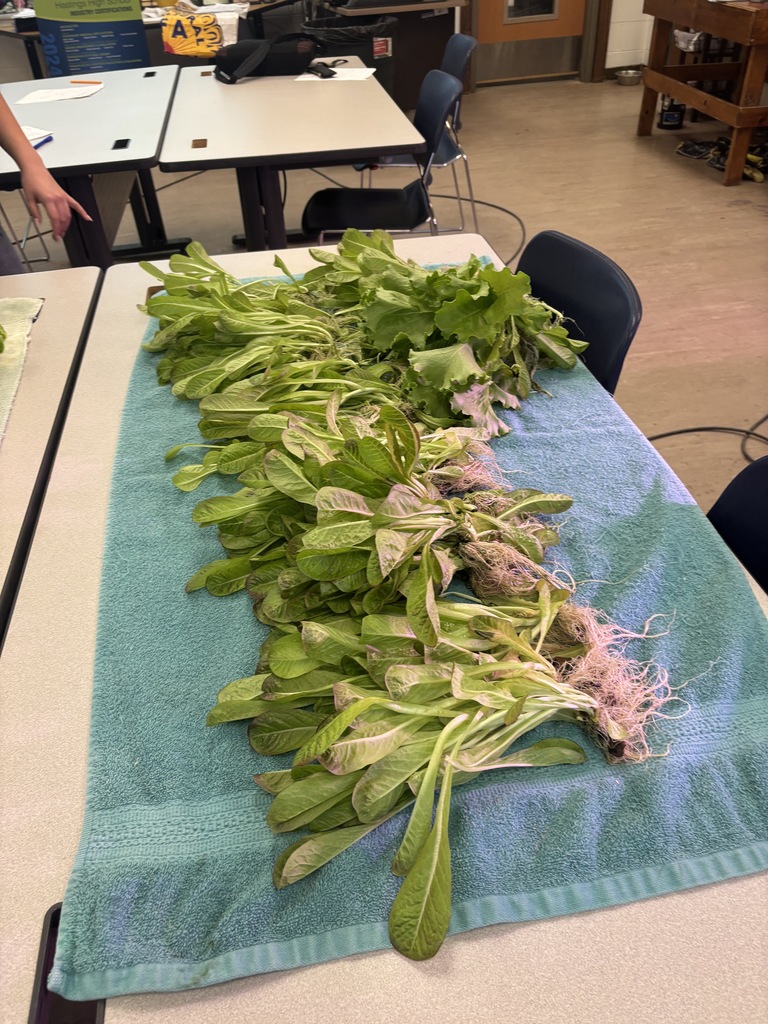 A table of freshly picked greens.