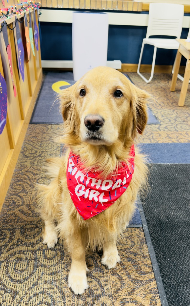 A golden retriever standing in an office wearing a red kerchief that says "Birthday Girl"