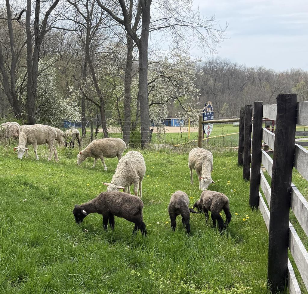 hastings high school lambing process