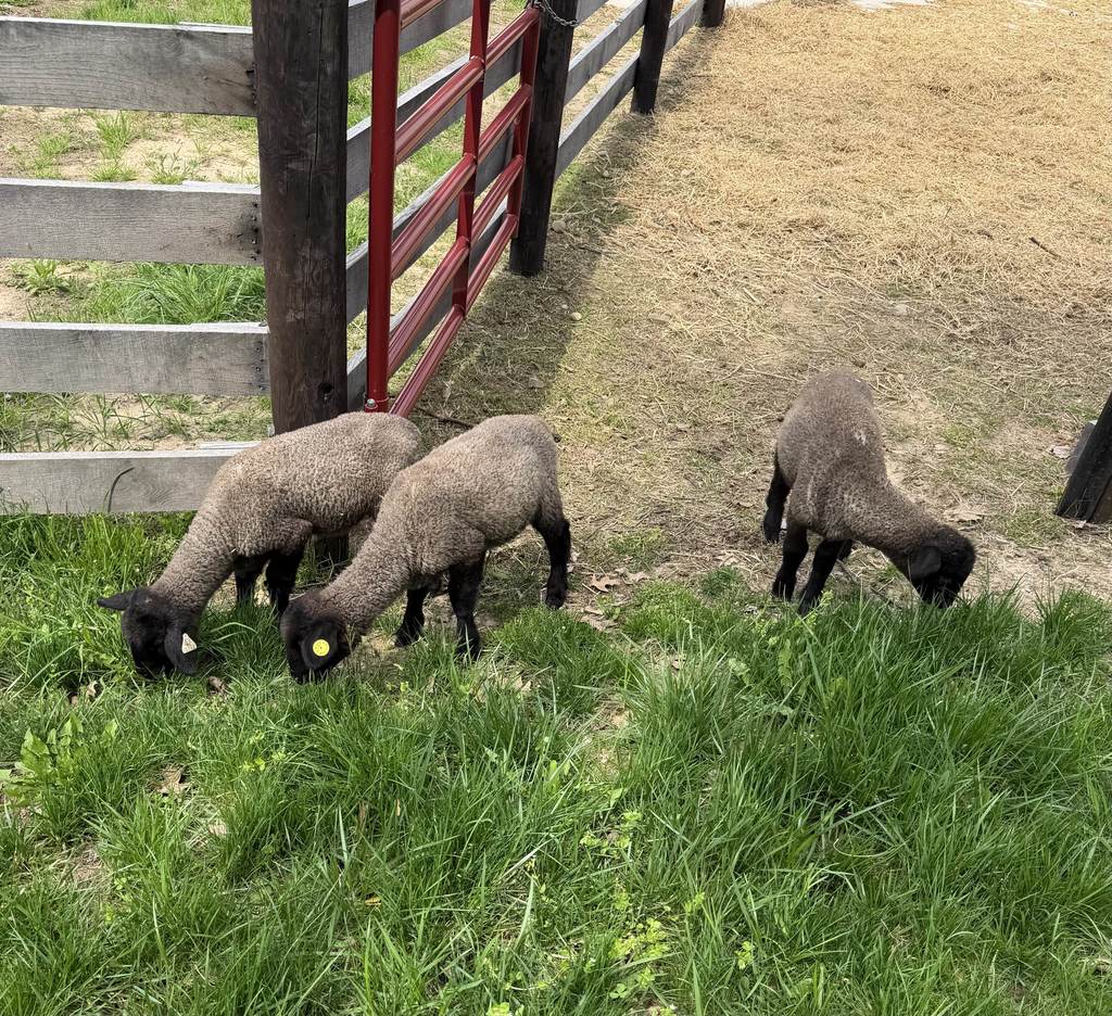 hastings high school lambing process