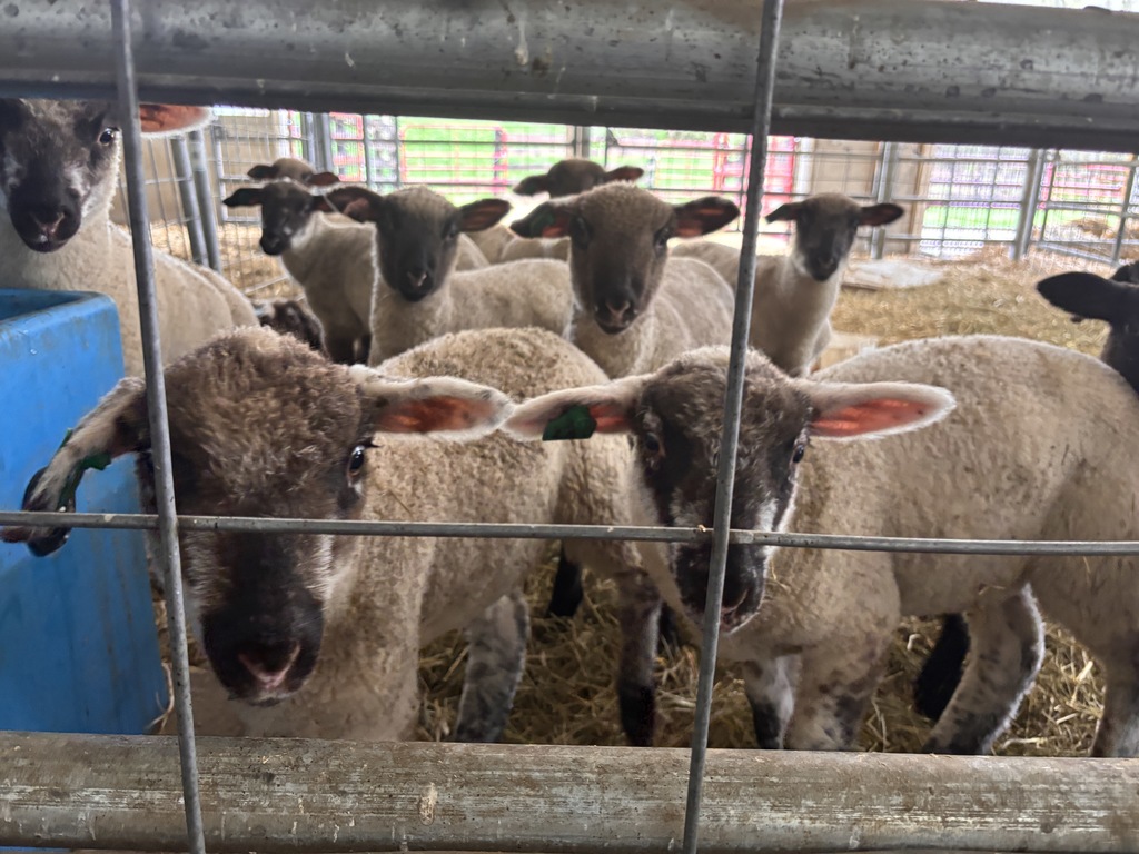 hastings high school lambing process