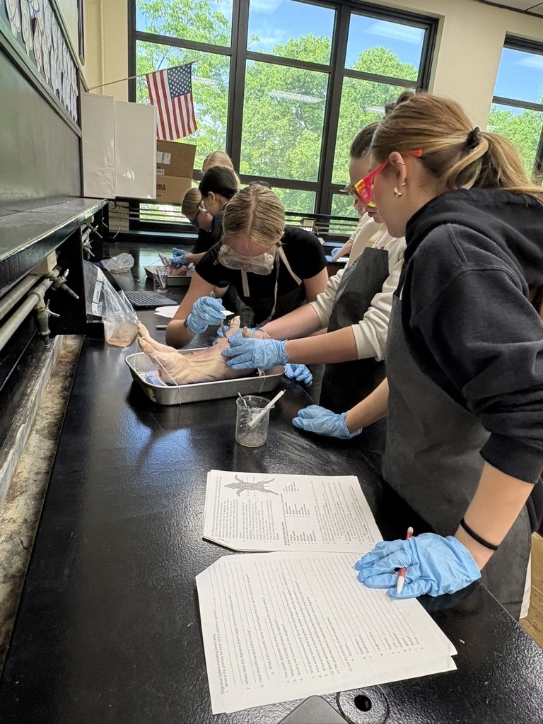 Pig Dissection