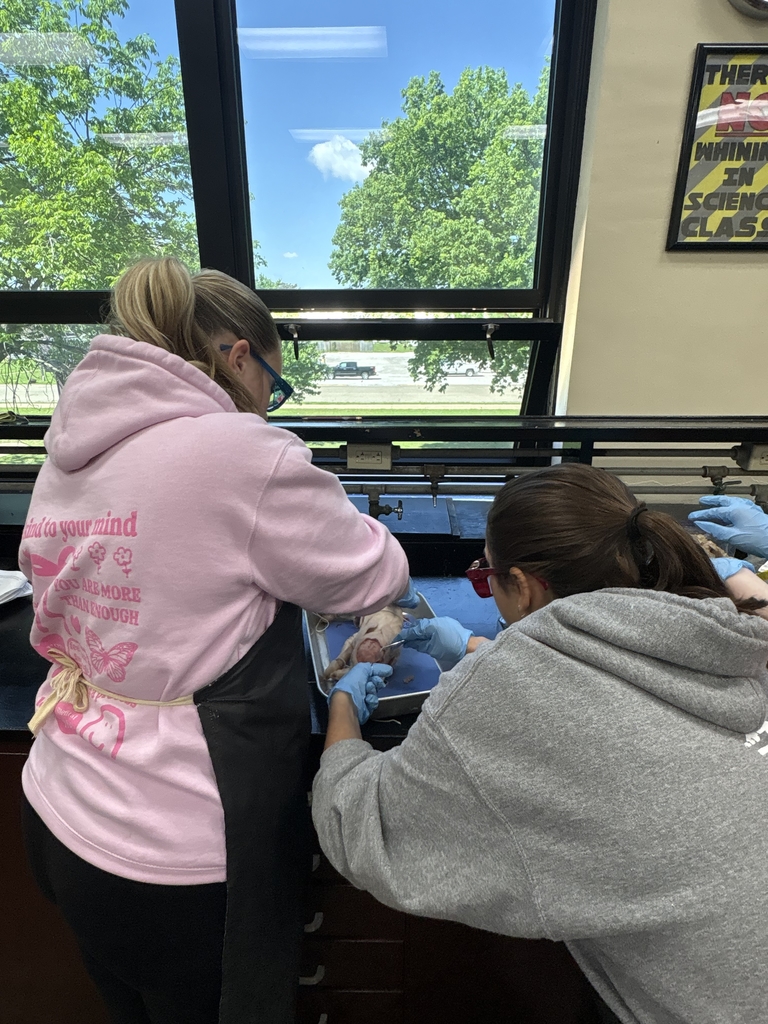 Pig Dissection