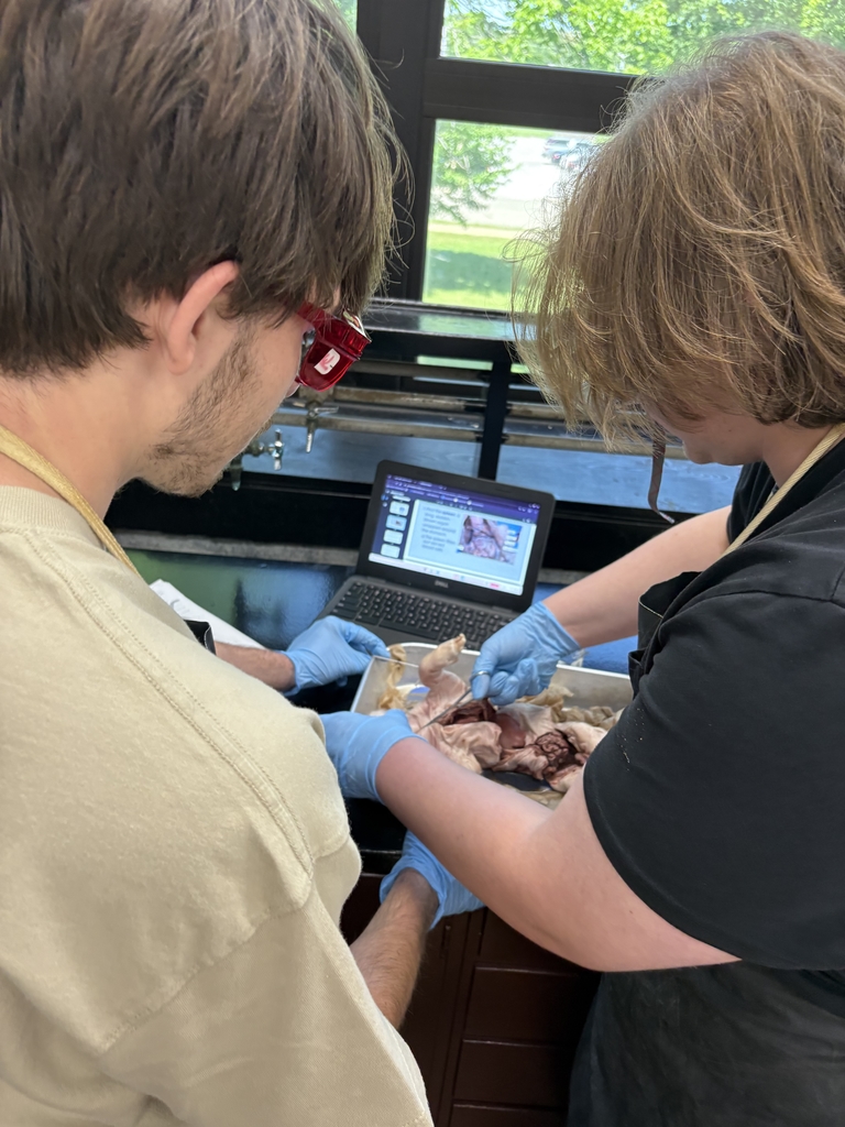 Pig Dissection