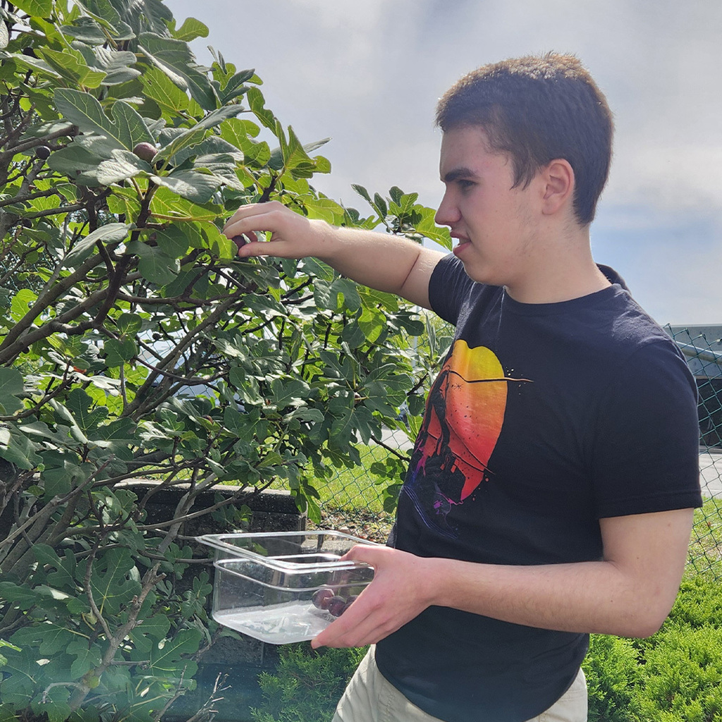 Fig Picking