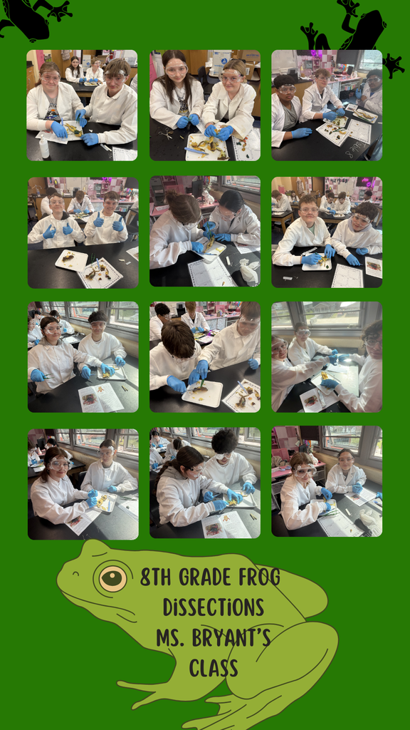 Frog Dissection