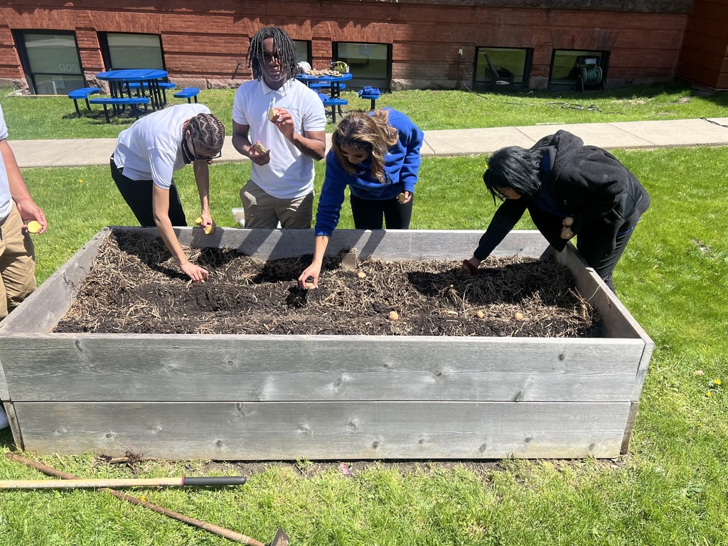 Today health disparities students planted some potatoes in the schools garden beds. 