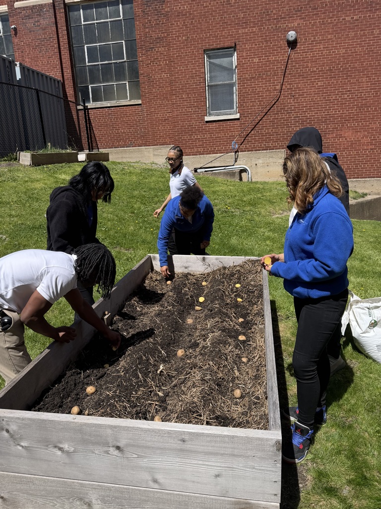 Today health disparities students planted some potatoes in the schools garden beds. 