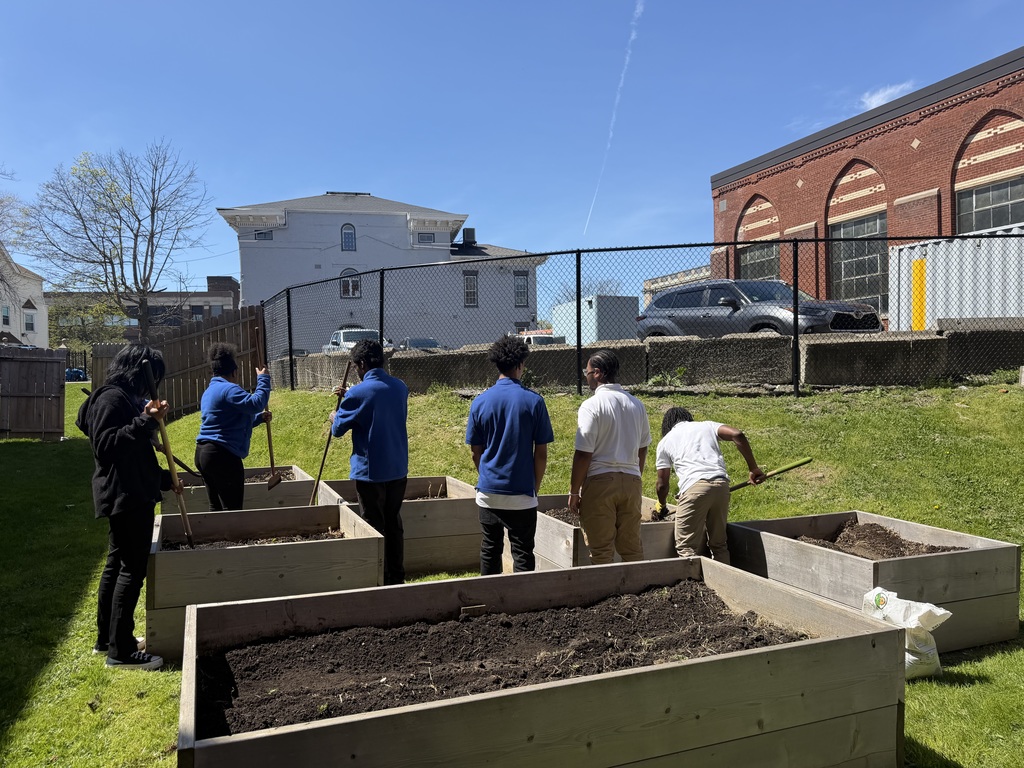 Today health disparities students planted some potatoes in the schools garden beds. 