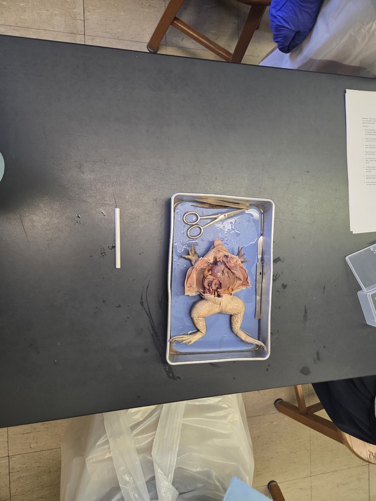 Biology Dissection