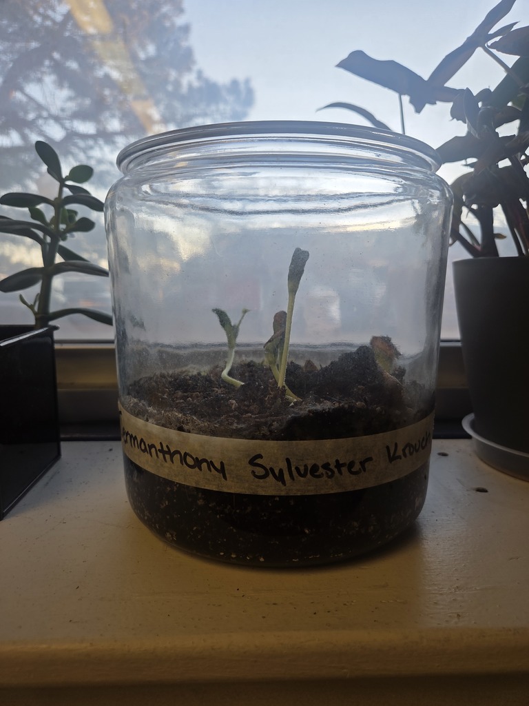 Sprouting Pumpkin Seeds