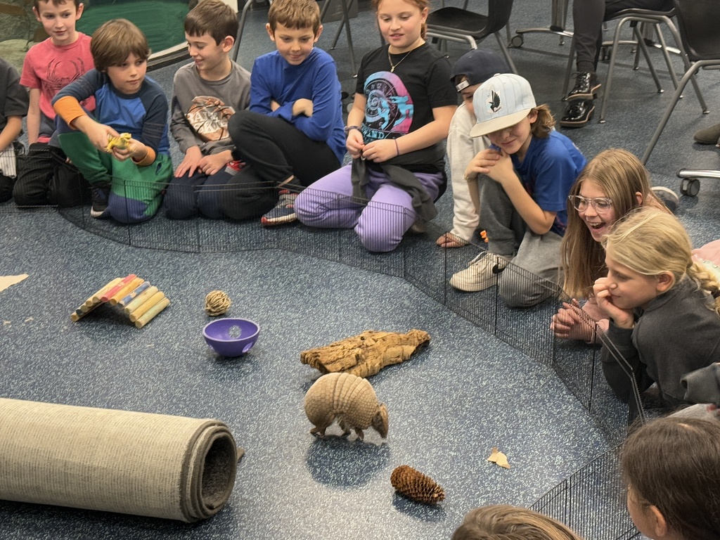 students watch armadillo