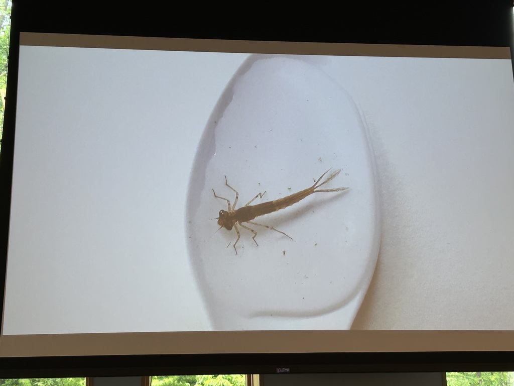 magnified invertebrate